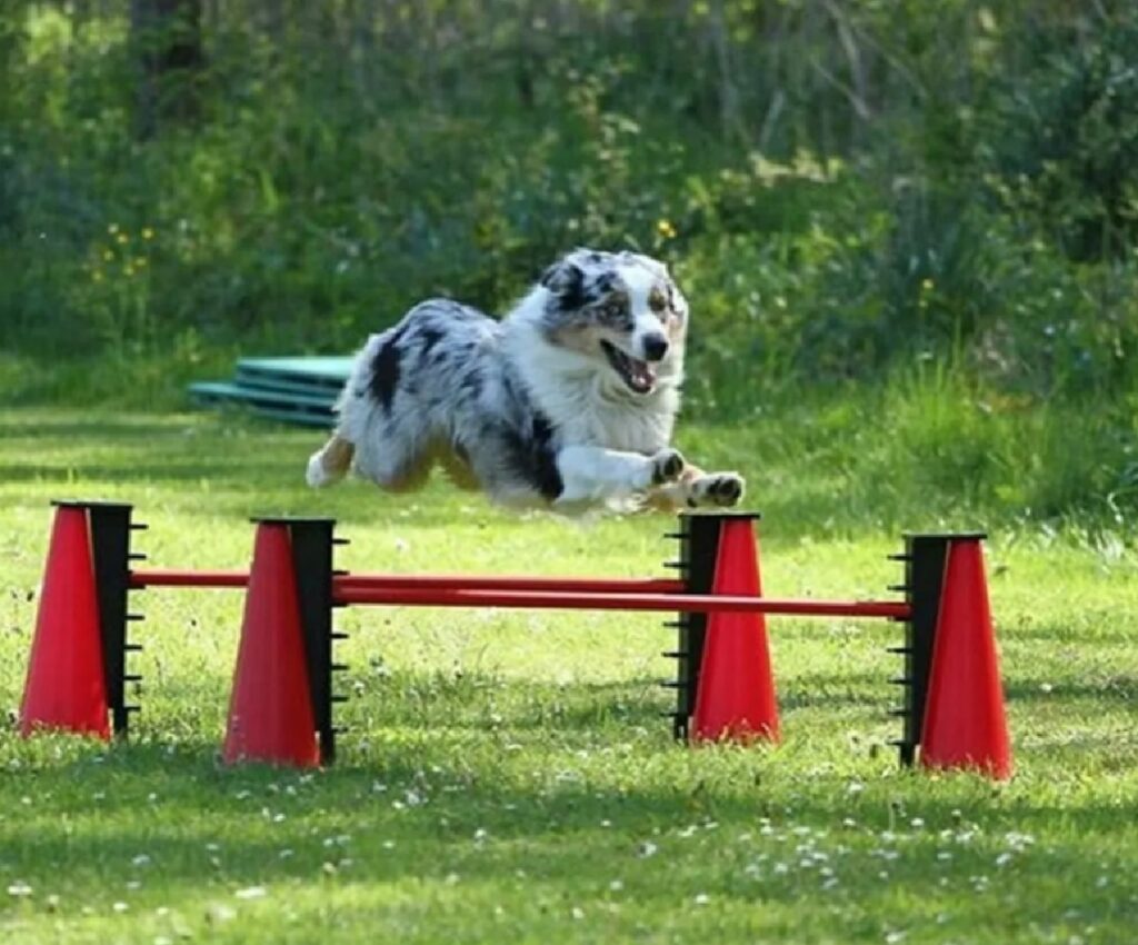 cane salto ostacoli