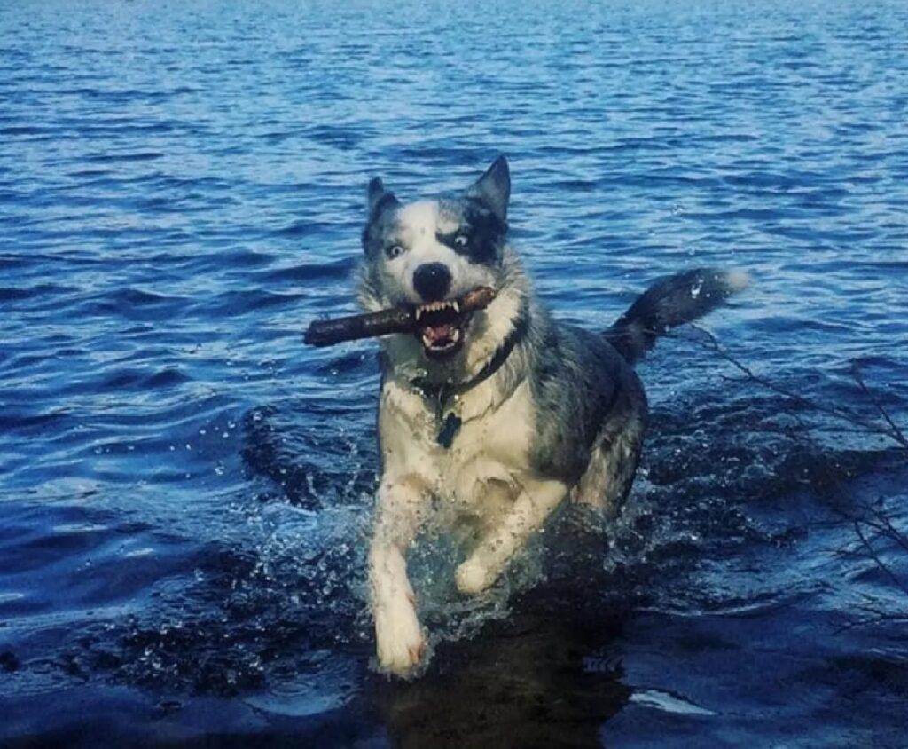 cane attivo in acqua