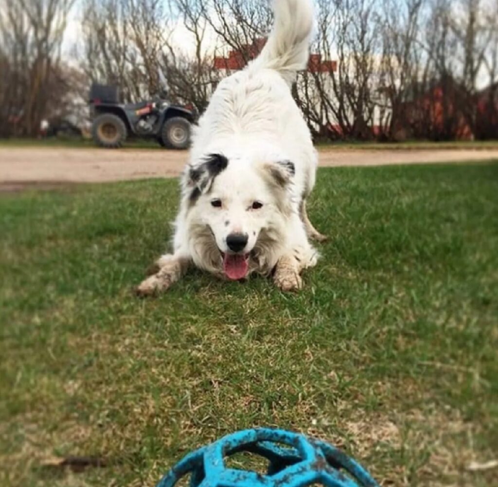 cane pronto per giocare