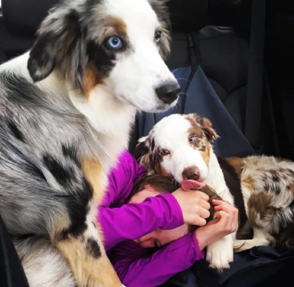 cagnolino gioca con bimba