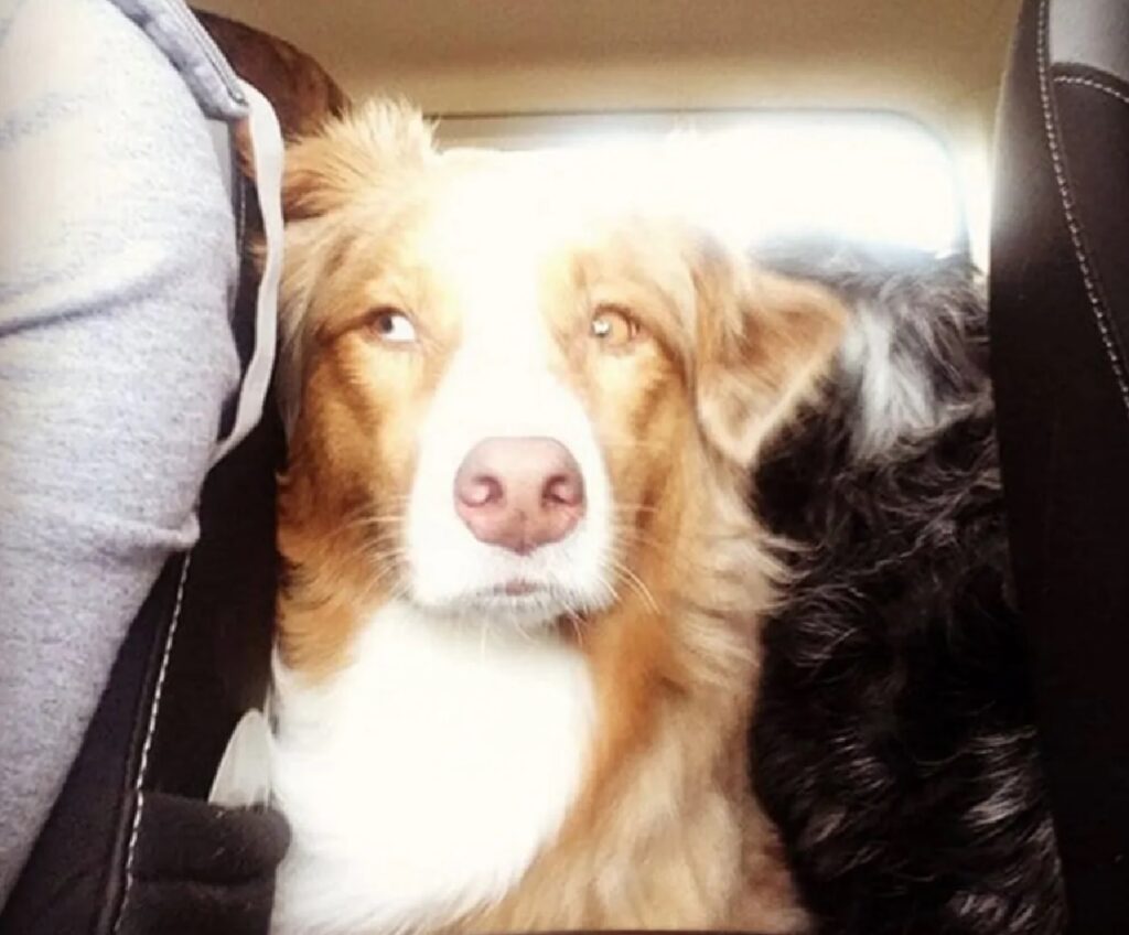 cagnolino sguardo dubbioso