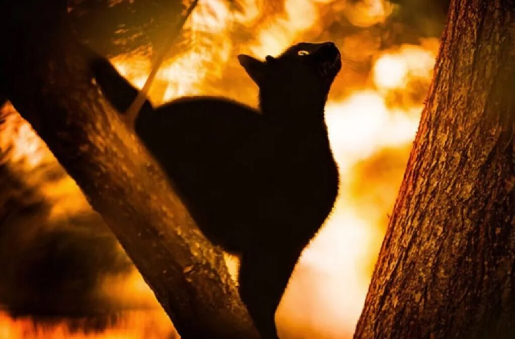 gatto nero contrasto cromatico