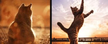 fotografie uniche relazione gatti sole