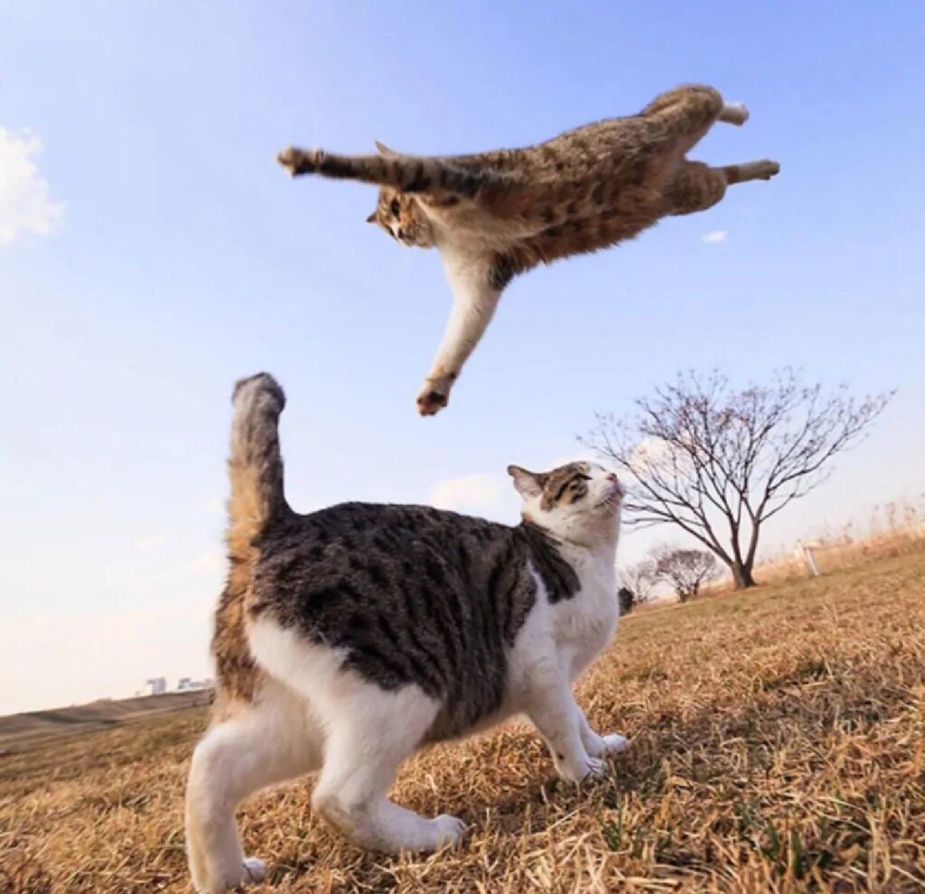 gatto può volare