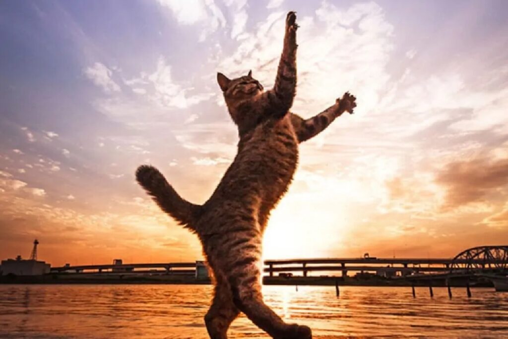 gatto balla col sole