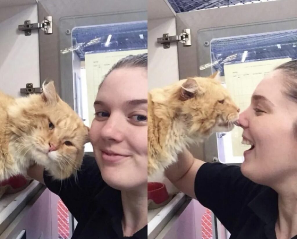 gatto bacio sul naso
