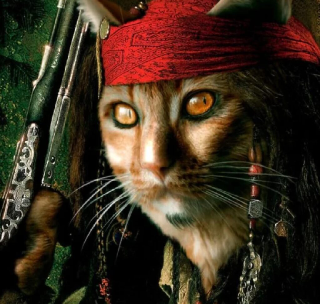 gatto pirati dei caraibi