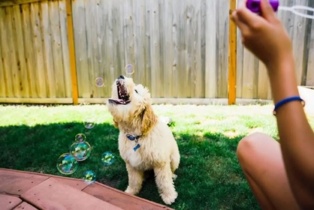 cane morde le bolle di sapone