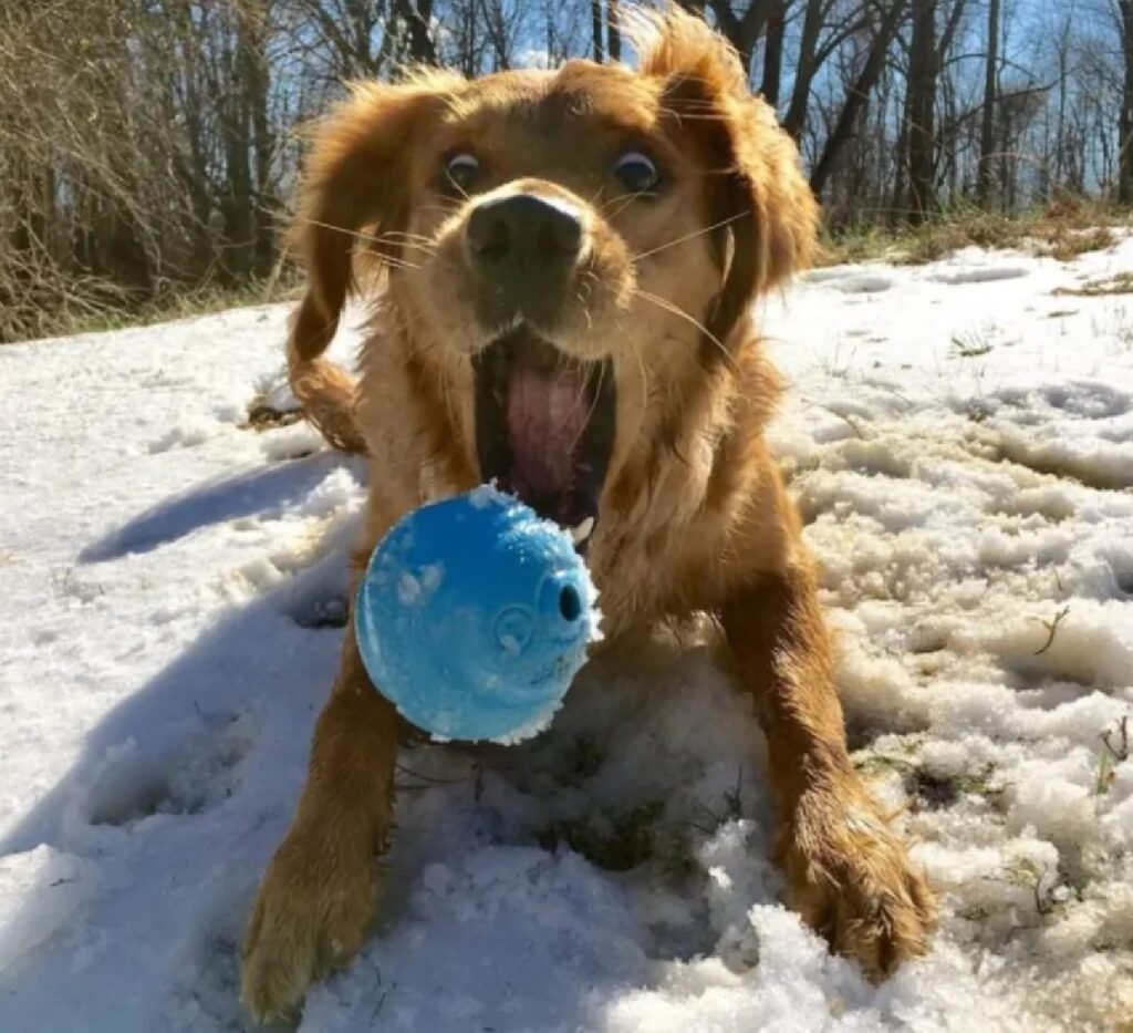 cane palla azzurra