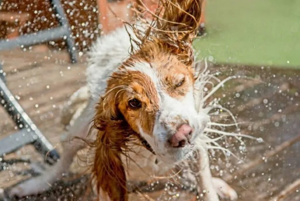 cagnolino scrolla acqua di dosso