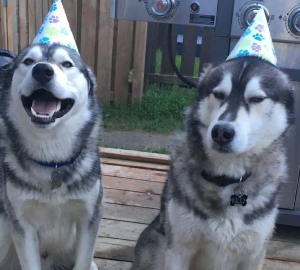 due cani festeggiano compleanno