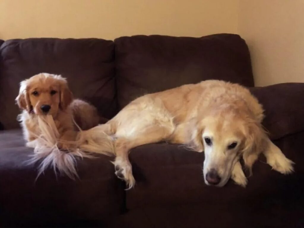 cagnolino gioca con coda altro cane