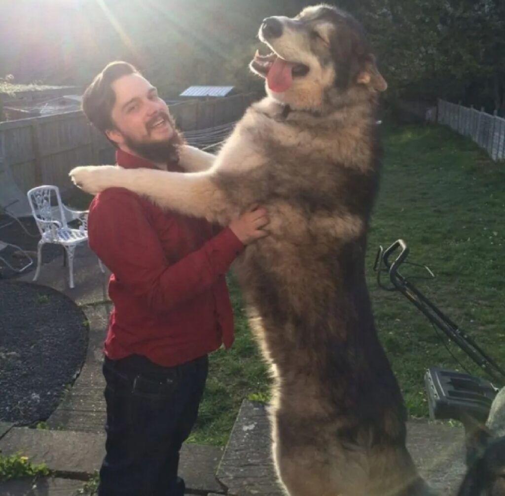 cane più alto di una persona