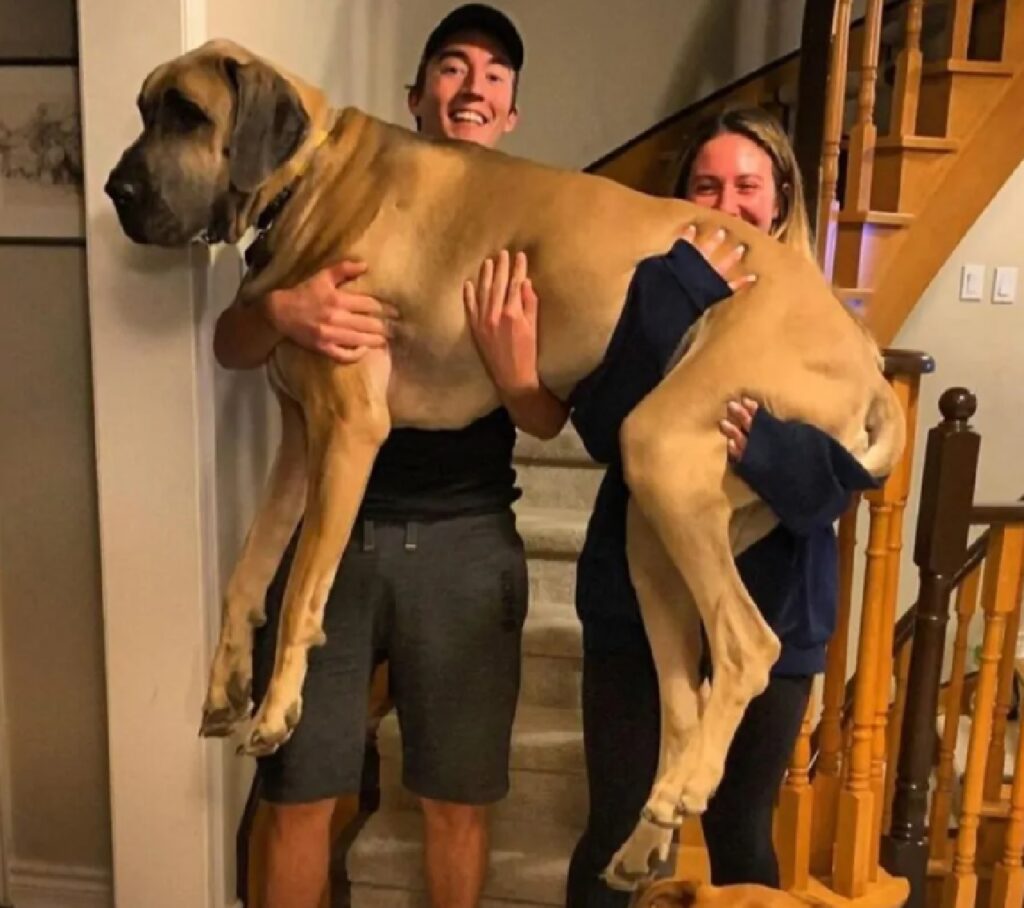 cagnolino preso in braccio da due persone