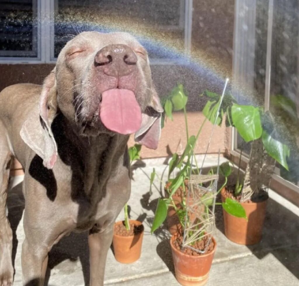 cane arcobaleno e lingua