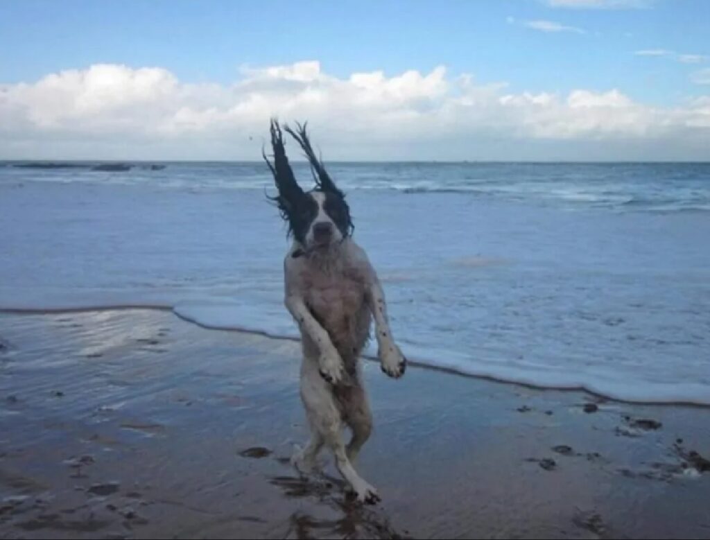 cane ballo del mare
