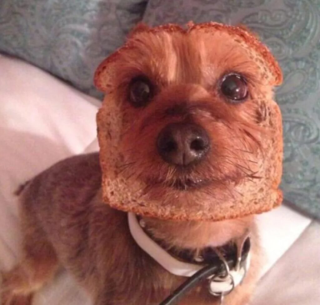 cane problemi con toast