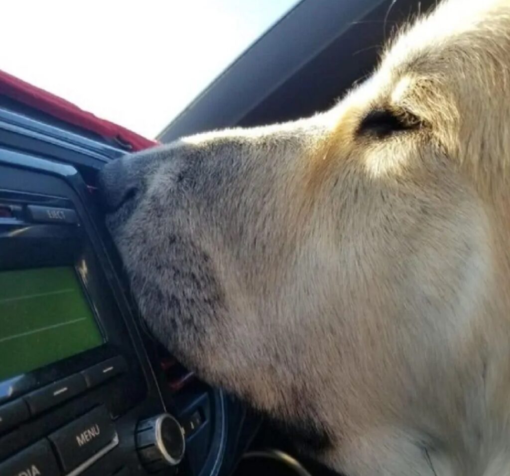 cane accende radio