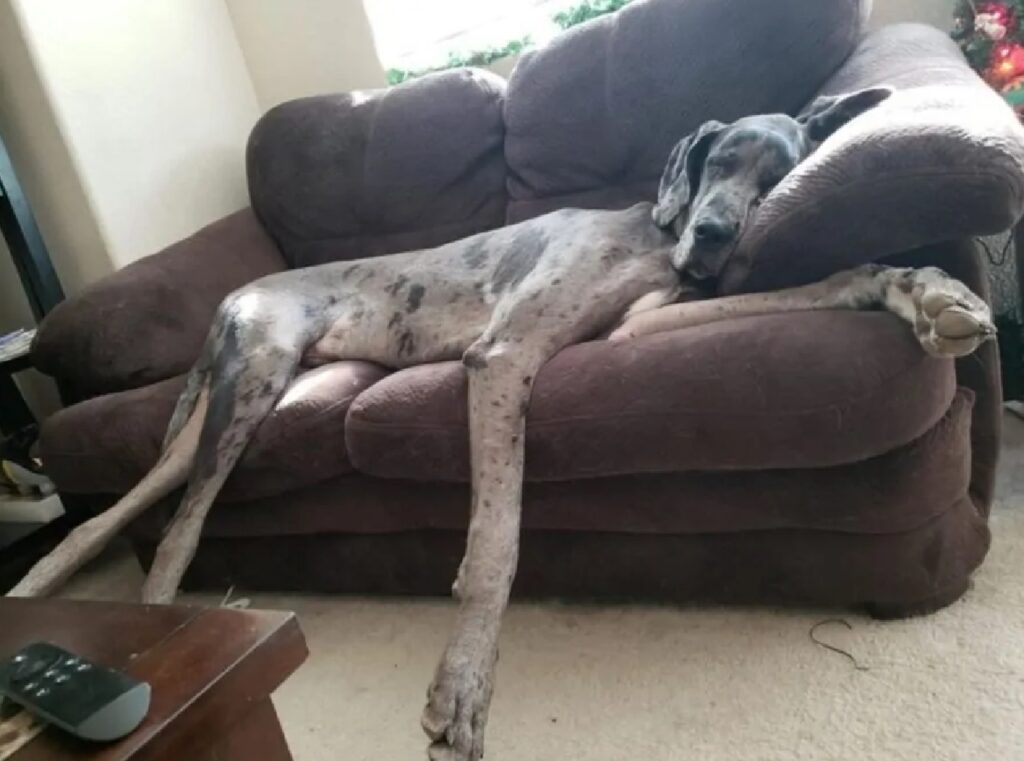 cane disteso sul divano