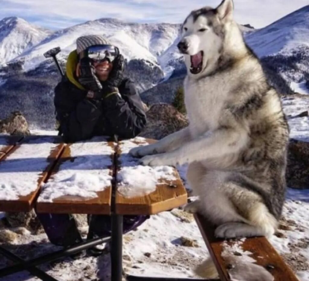 cane in alta montagna