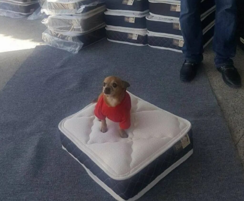 cagnolino mini materasso