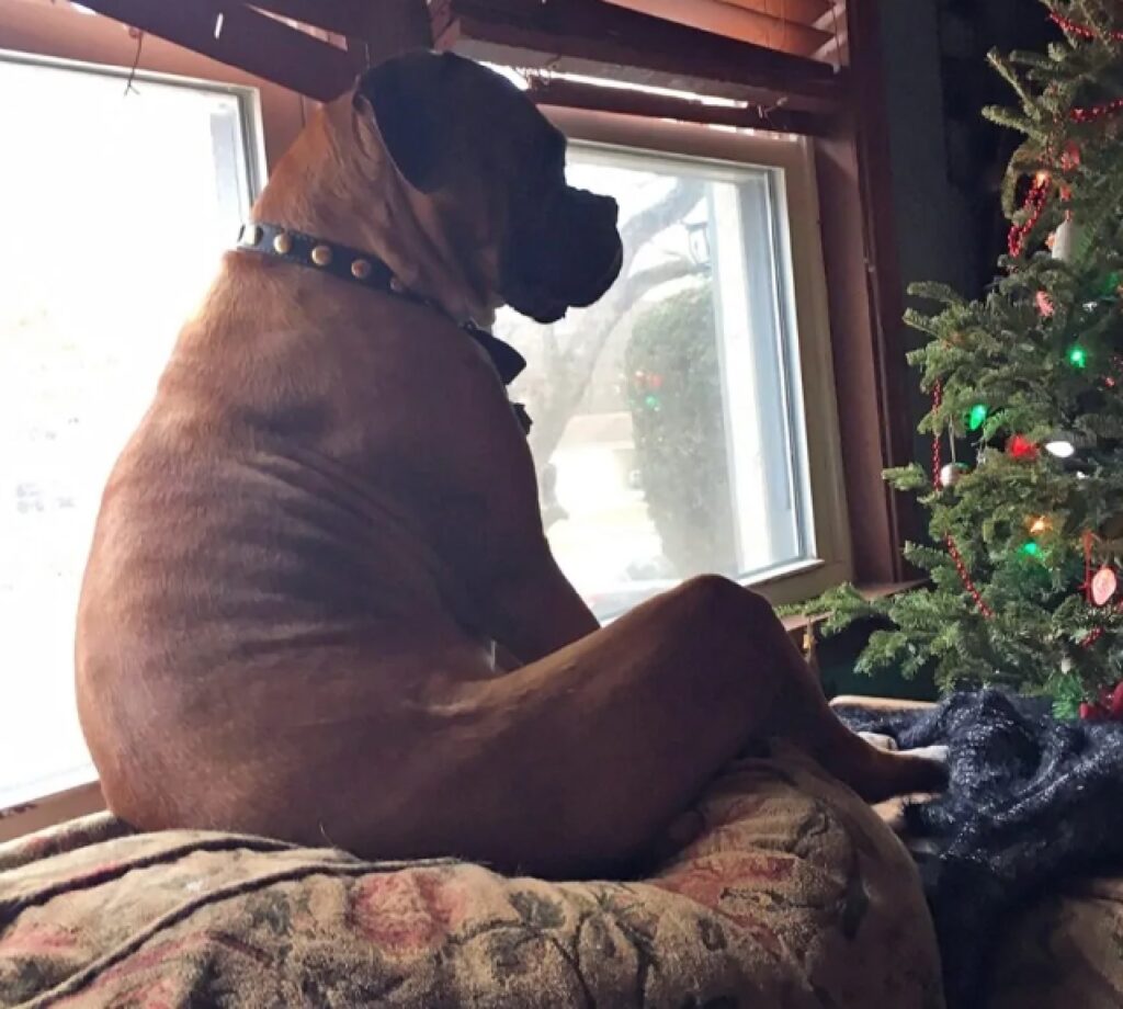 cagnolino collare nero