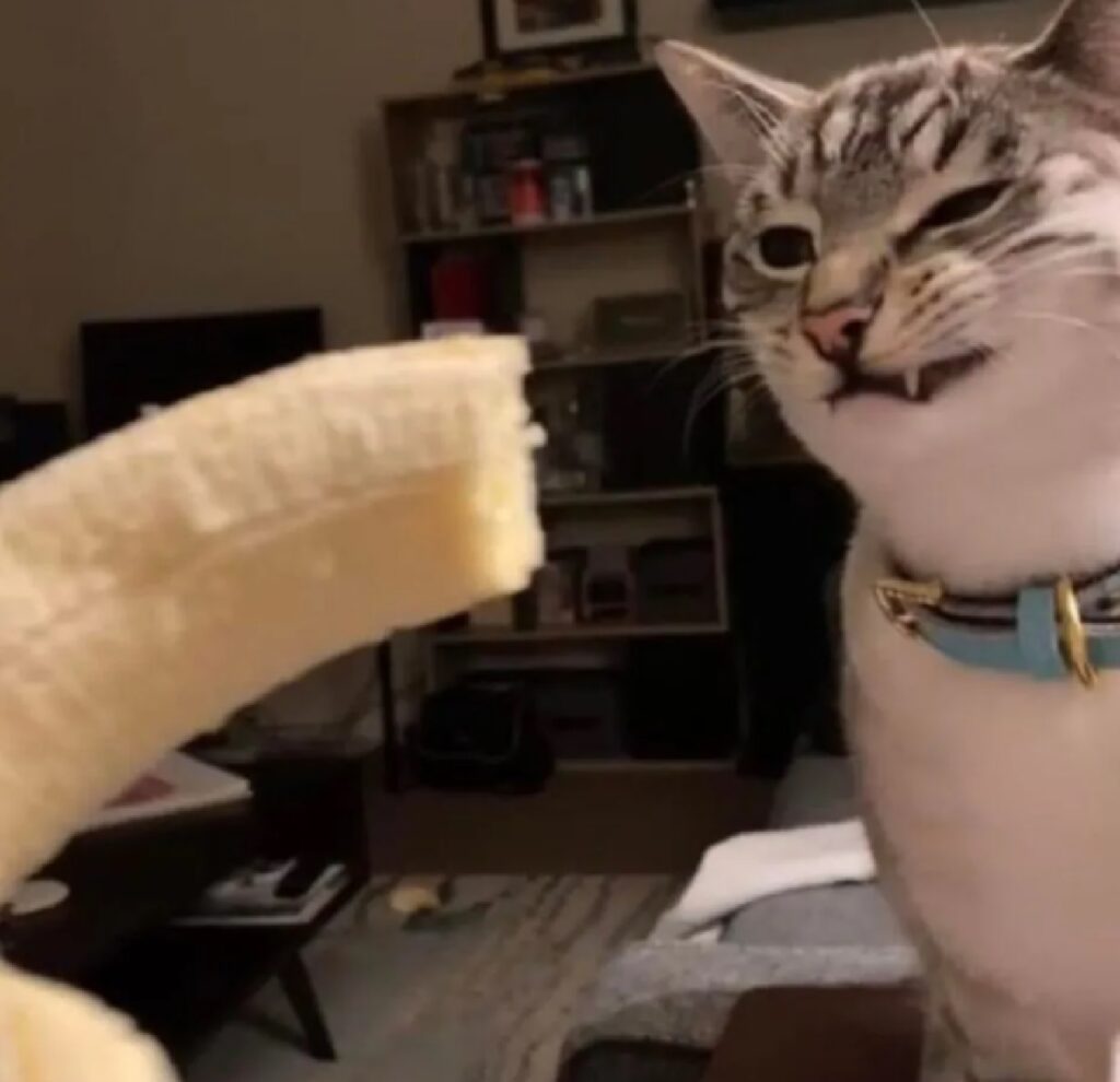 gatto banana non gradita