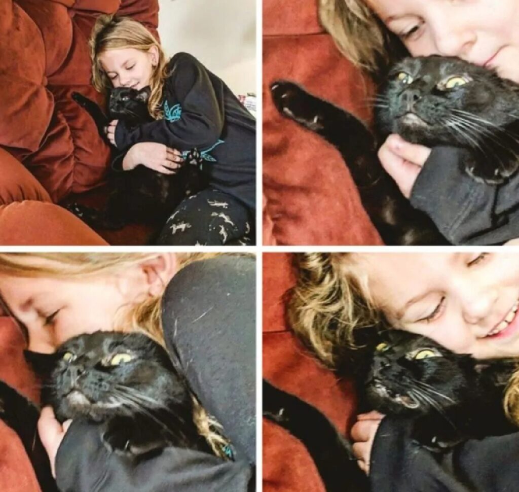 gatto pelo nero