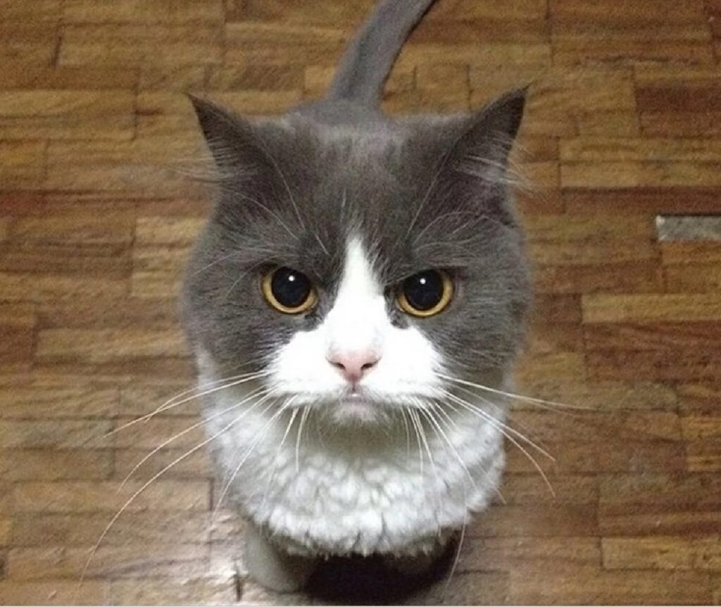 gatto non troppo arrabbiato