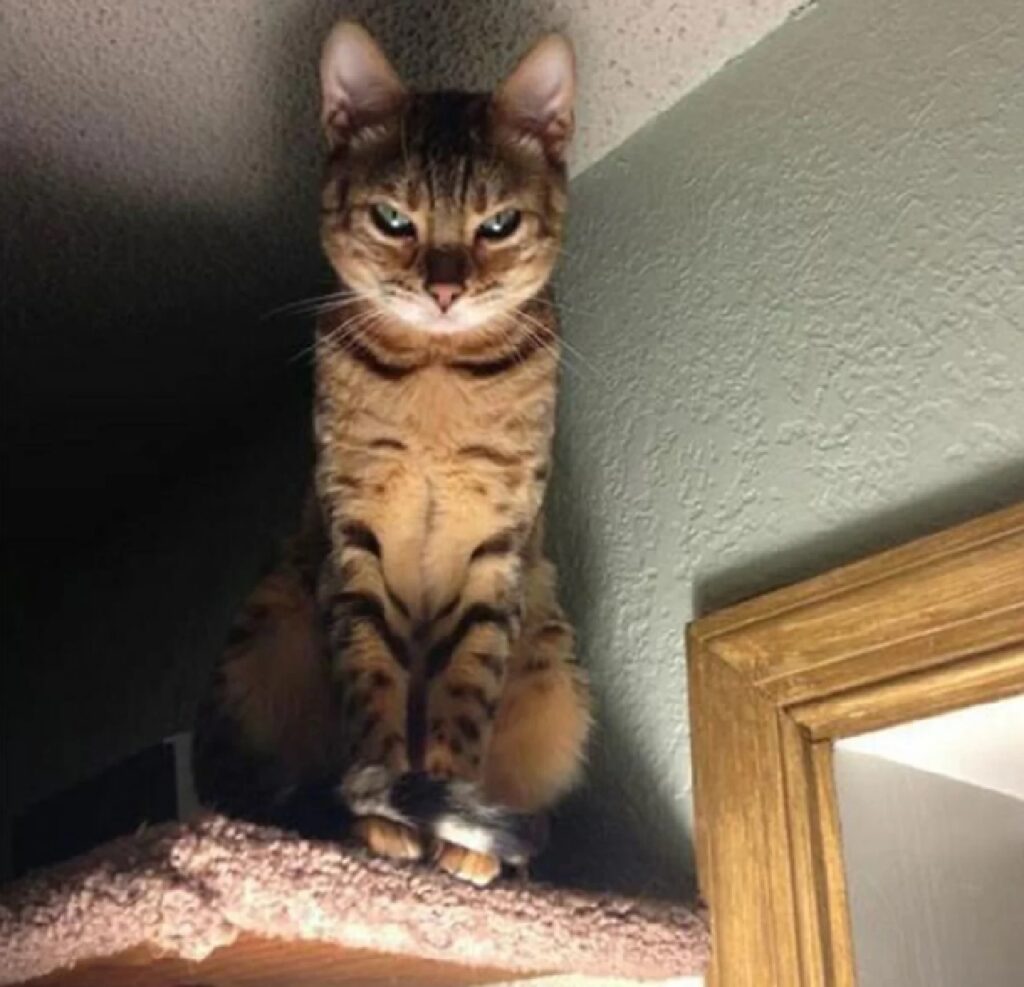 gatto sopra l'armadio
