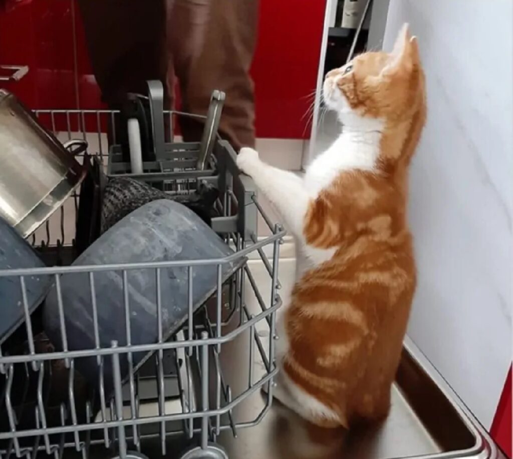 gatto aiuta a sistemare lavastoviglie
