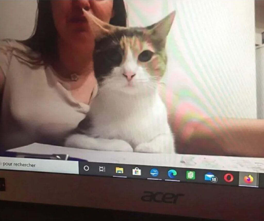 gatto consulenza online