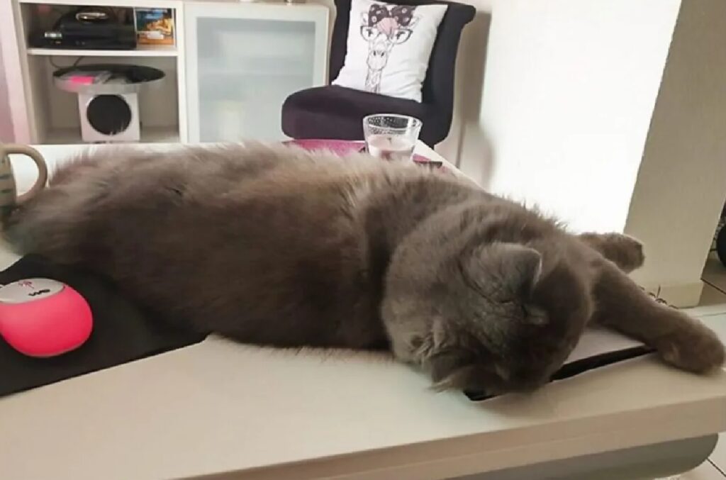 gatto tiene calda la scrivania