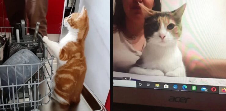 gatti che offrono un servizio all'umanità