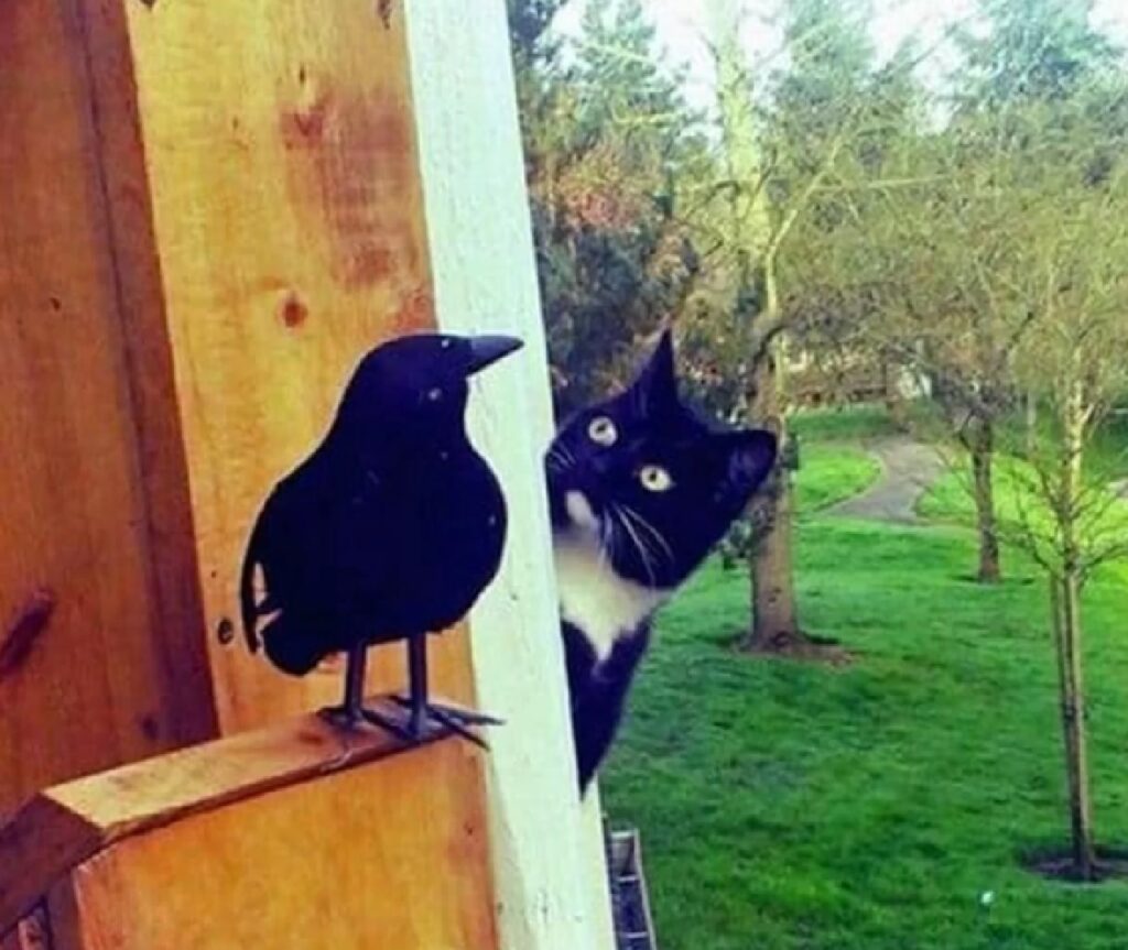 gatto guarda corvo