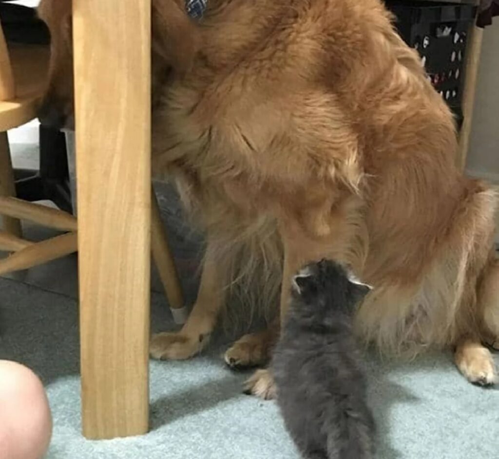 gattino soggezione cagnolone