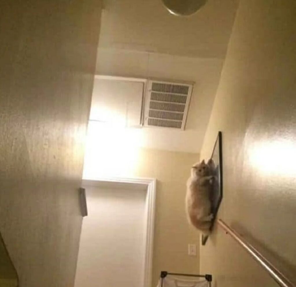gatto sopra le scale