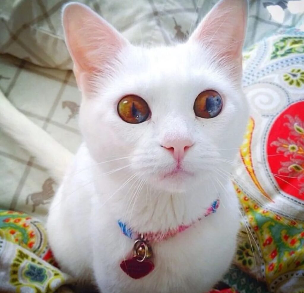 gatto colorazione occhi unica