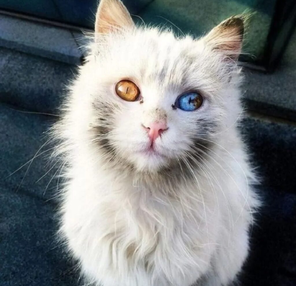 gatto occhi eterocromia