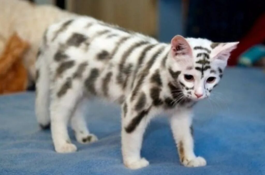 gatto colori zebra