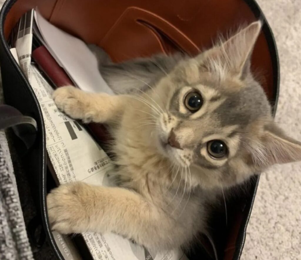 gatto dentro borsa