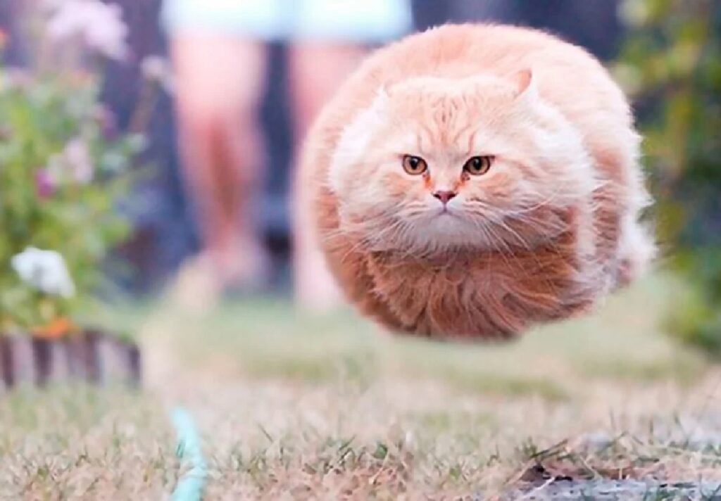 gatto simula lancio razzo