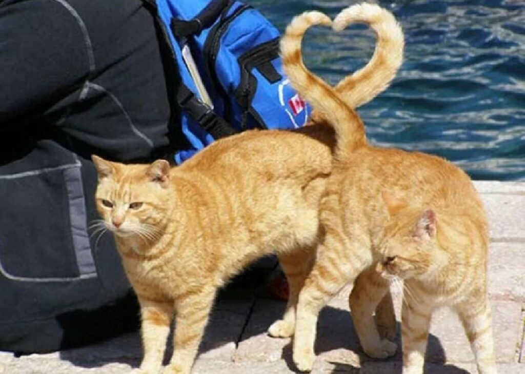 gatti dimostrazione d'amore