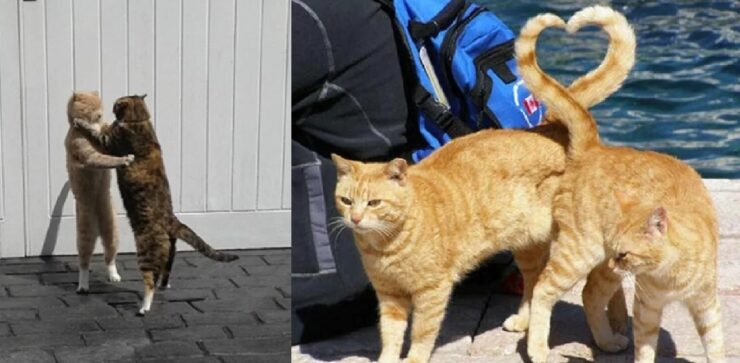 gatti in simbiosi con tutto e tutti