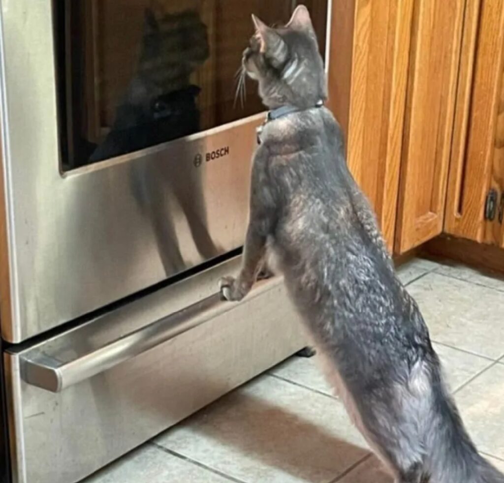 gatto davanti un forno