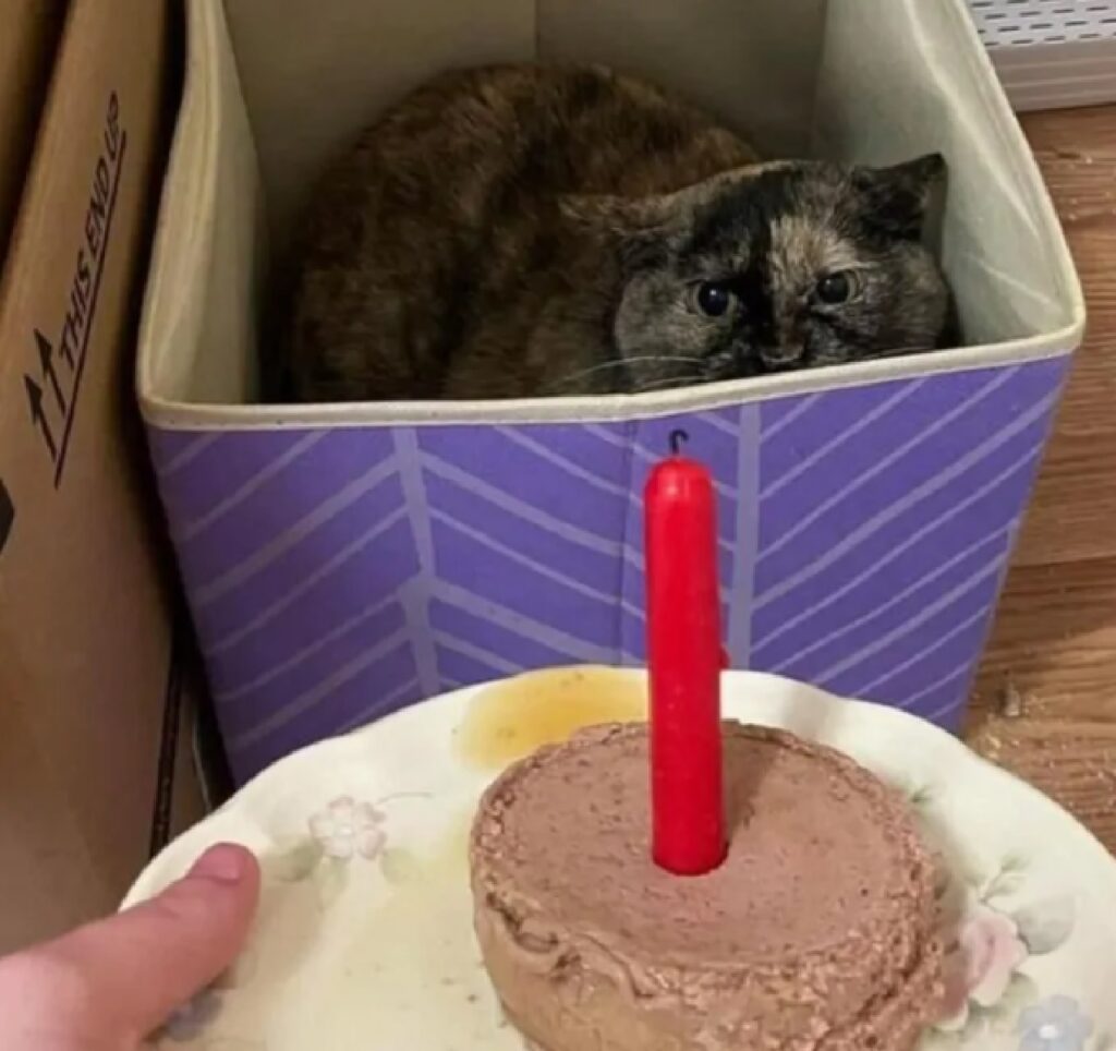 gatto festeggia compleanno