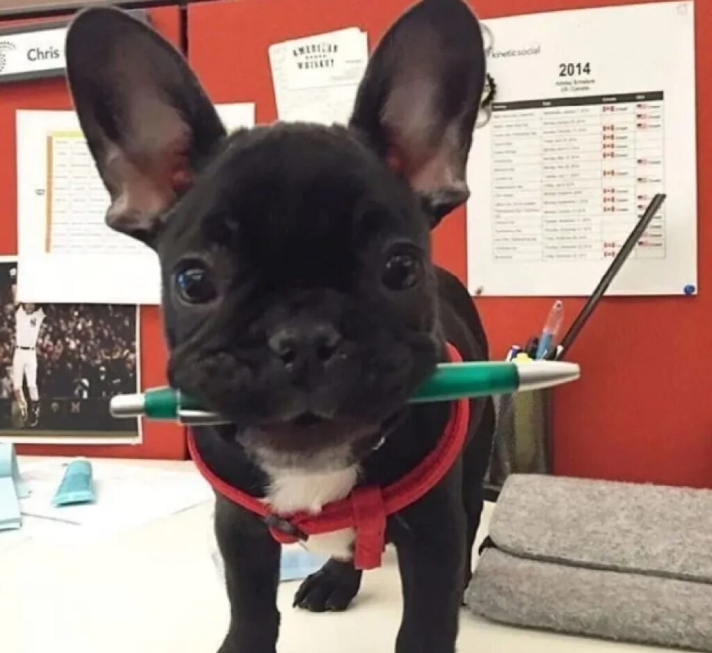 cane con penna in bocca