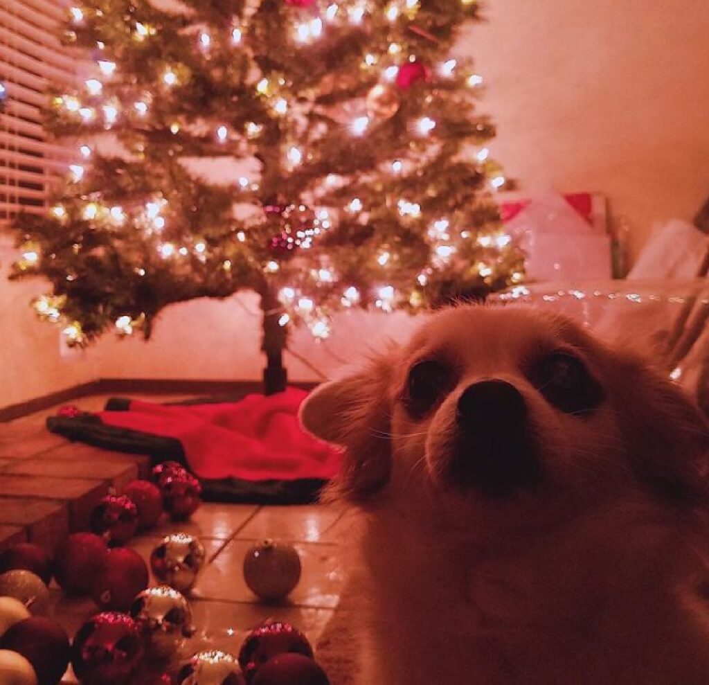 cane luci di natale