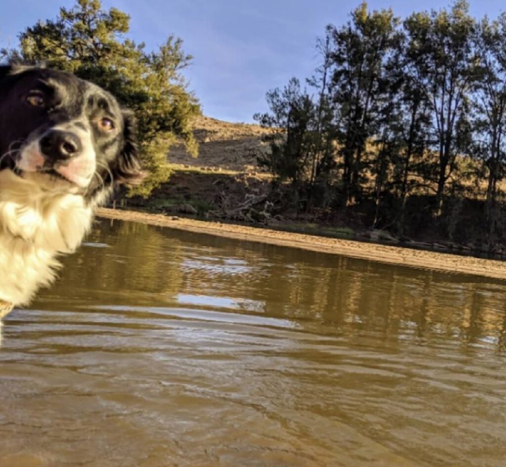 cane angolo foto