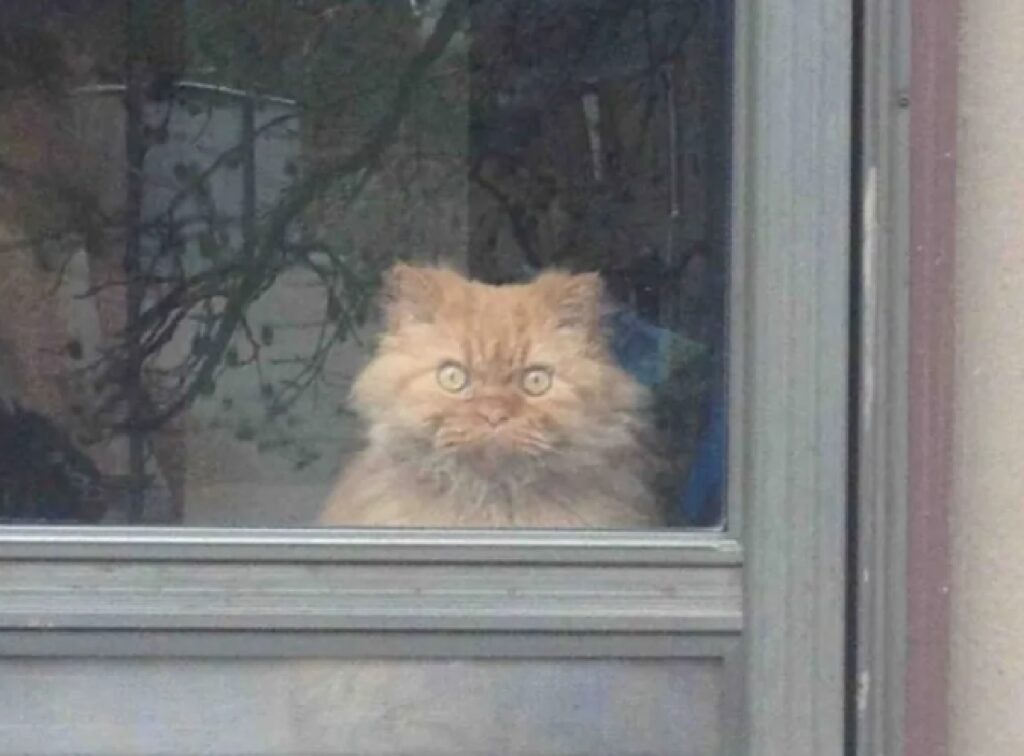 gatto osserva dalla finestra